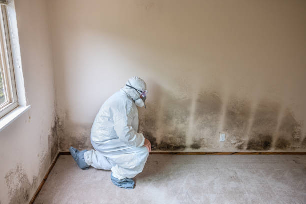 Best Bathroom Mold Remediation in New Baltimore, MI