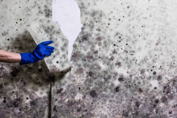 Best White Mold Remediation in New Baltimore, MI